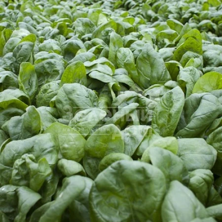 Муфлон F1 / Mouflon F1 фото 2