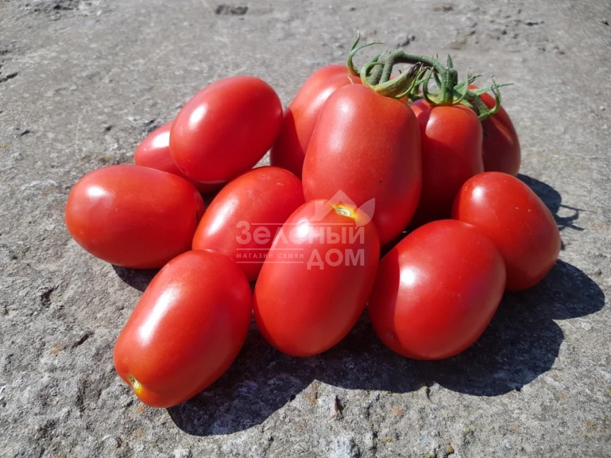 Рекордсмен F1 / Recordsman F1, 115-120 дней фото 1