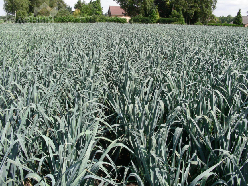 Джампер F1 / Jumper F1,85-90 днів фото 2