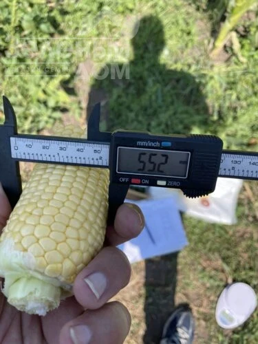 Гейзер F1 / Heyzer F1, 72 дня фото 5