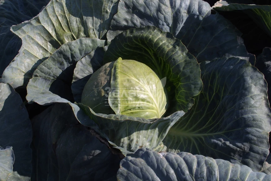 Магион F1 / Magion F1,120-130 дней фото 1