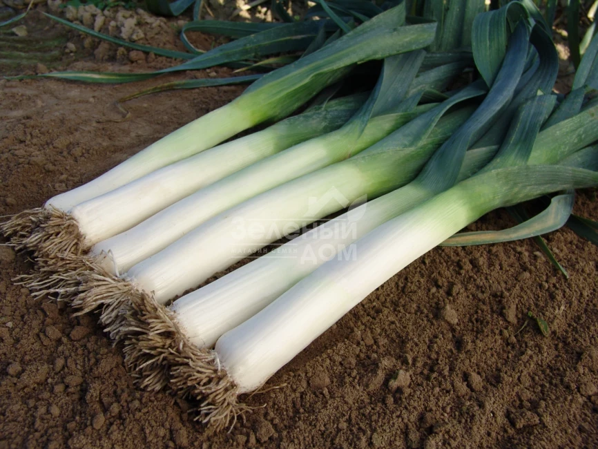 Голет / Golet,155-165 дней фото 1