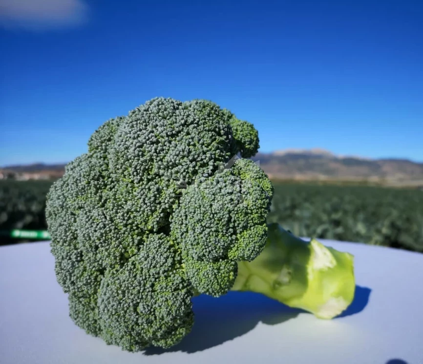 Персеус F1 / Perseus F1, 70-80 дней фото 4