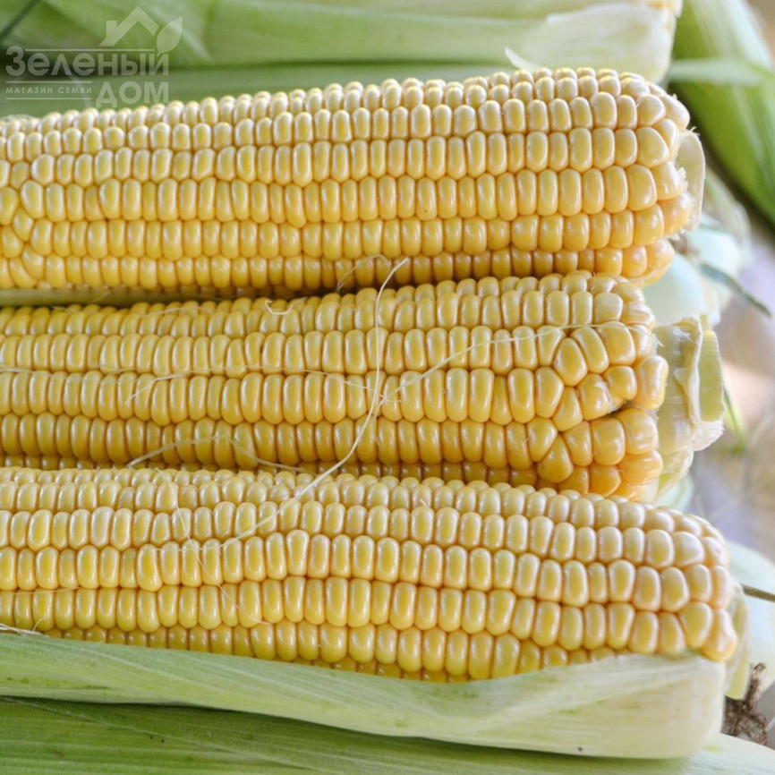 Страйк F1 (1525 F1) / Strayk F1 (1525 F1),72 дні фото 1