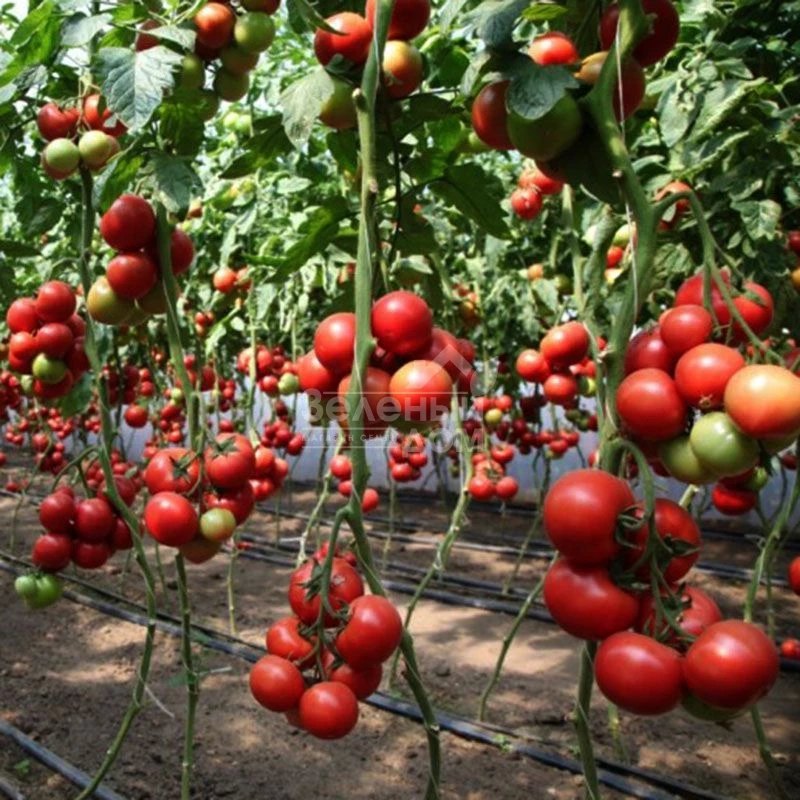 КС 311 F1 / KS 311 F1 фото 3