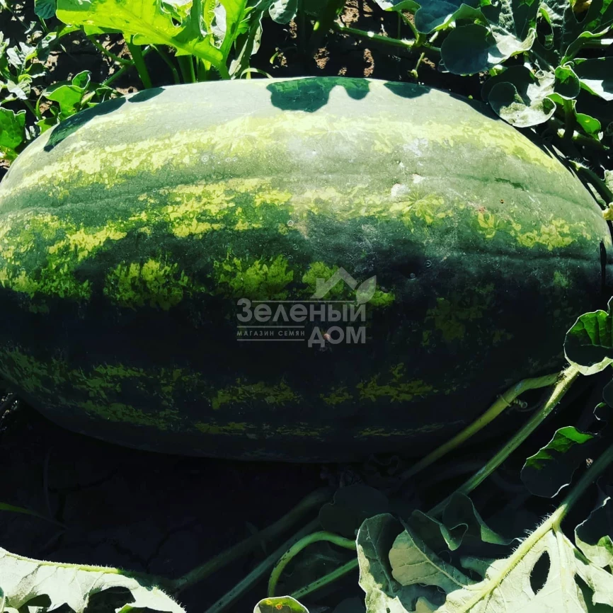 Монро F1 (INX 1723) / Monro F1 (INX 1723),60-62 дня фото 1