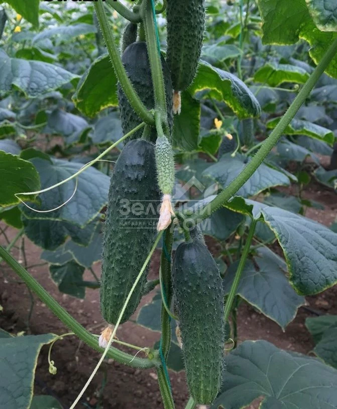 Страж(314) F1 / Strazh(314) F1,32-35 дней фото 2