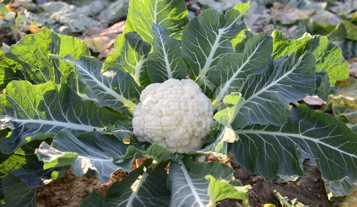 СВ 5818 AC F1 / SV 5818 AC F1 фото 1