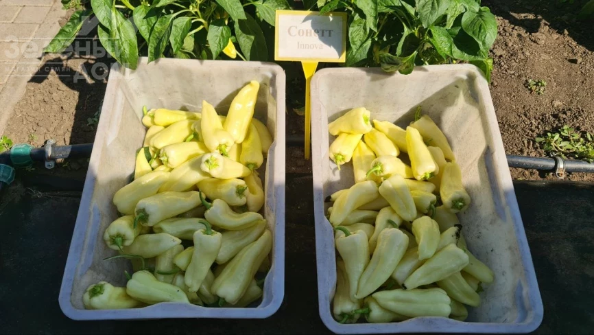 Сонетт F1 / Sonett F1, 70-75 дней фото 5