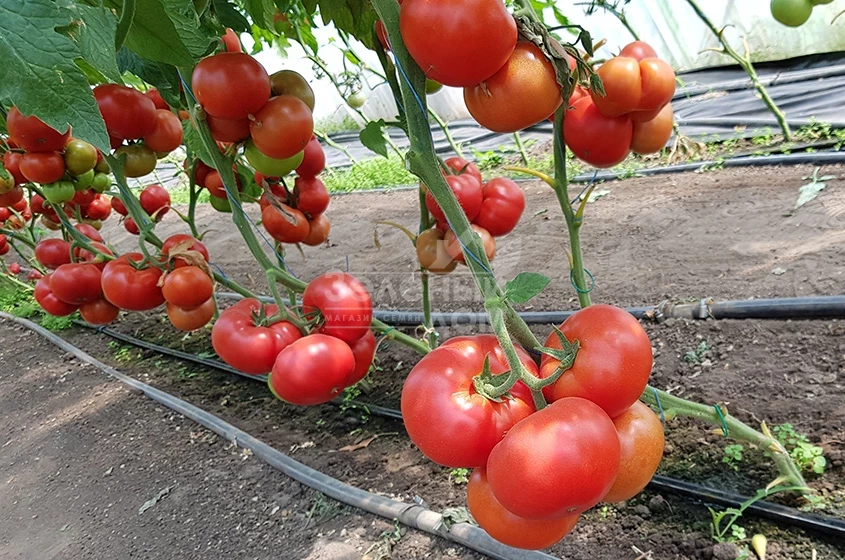 Рестлер F1 / Wrestler F1 фото 2