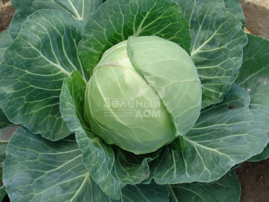 Динамик F1 / Dynamic F1,60-65 дней фото 1