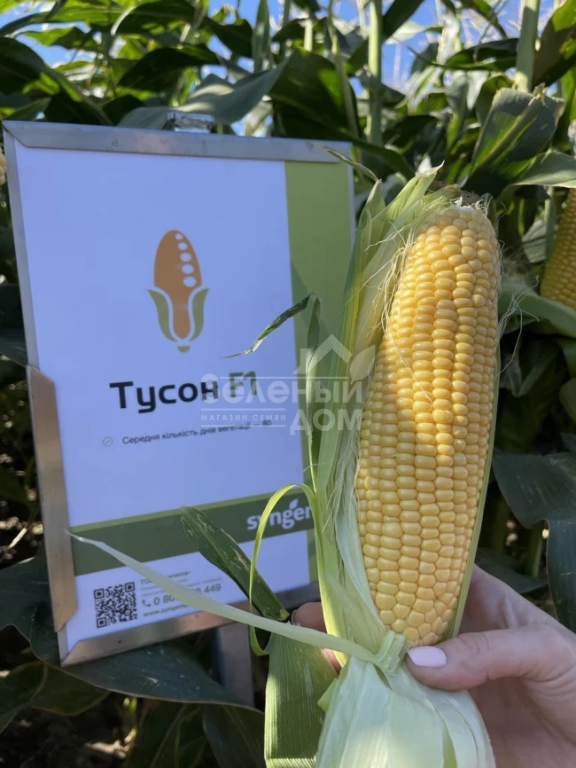 Тайсон F1 / Tyson F1,80 дней фото 1