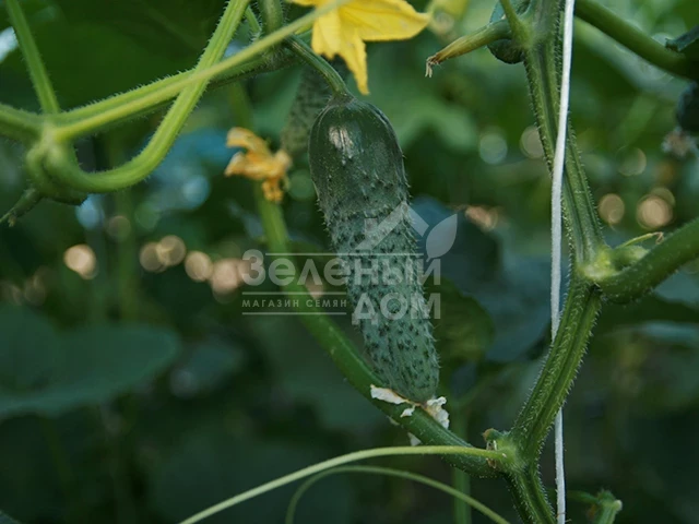 Ронел F1 / Ronell F1 фото 1