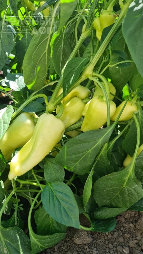 Сонетт F1 / Sonett F1, 70-75 дней фото 3