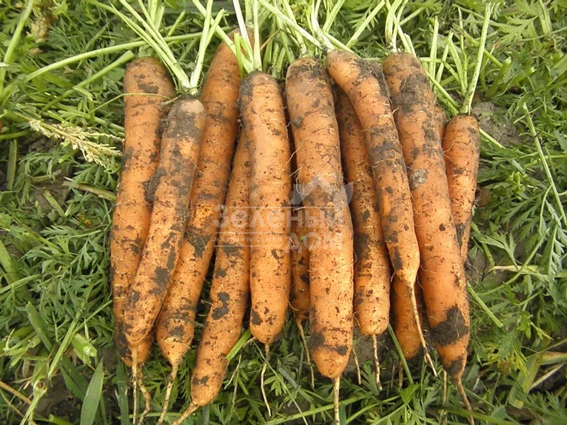 Джерада F1 / Jerada F1,100-110 дней фото 1