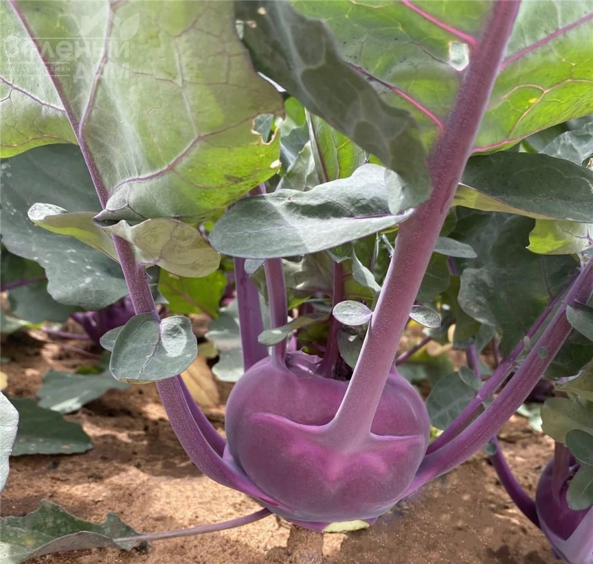 Констанс F1 / Konstance F1, 68 дней фото 2