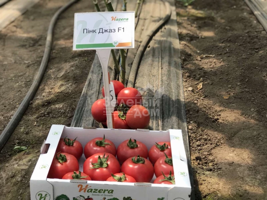 Пинк Джаз F1 / Pink Jazz F1,70-75 дней фото 1