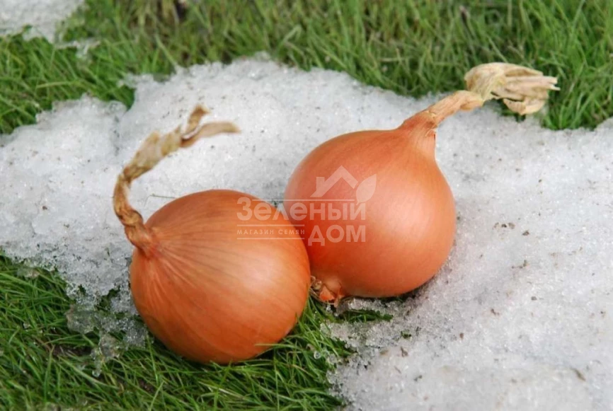 Экстра Эрли Голд F1 / Extra Early Gold F1,240 дней фото 1