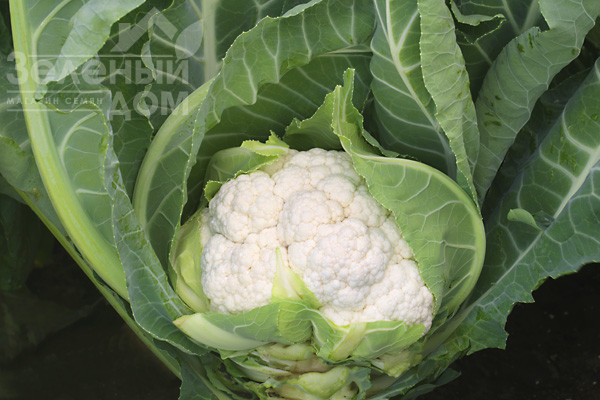 Аероспейс F1 / Aerospace F1,70-75 днів фото 1