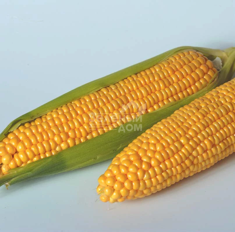 Тайсон F1 / Tyson F1,80 дней фото 3