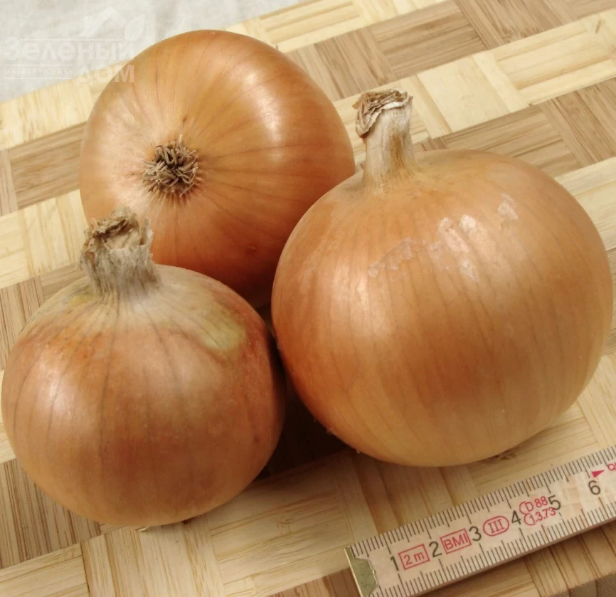 Болеро F1 / Bolero F1, 123-128 дней фото 1