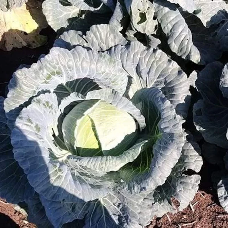 Сармелло F1 / Sarmello F1,90-95 дней фото 4