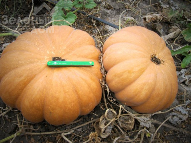 Вест / West фото 2