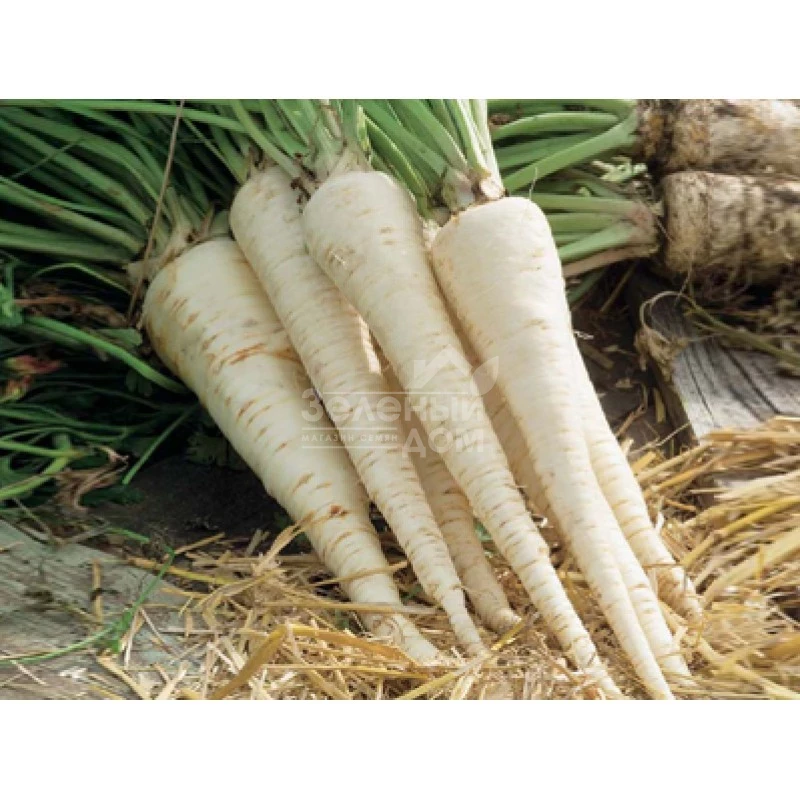 Оломунская / Olomouncka фото 1