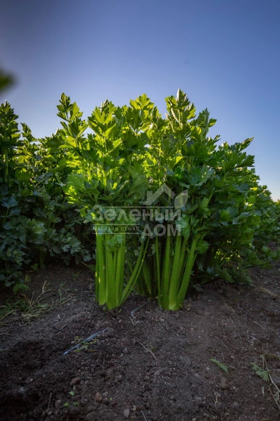 Келвин / Kelvin,140 дней фото 1