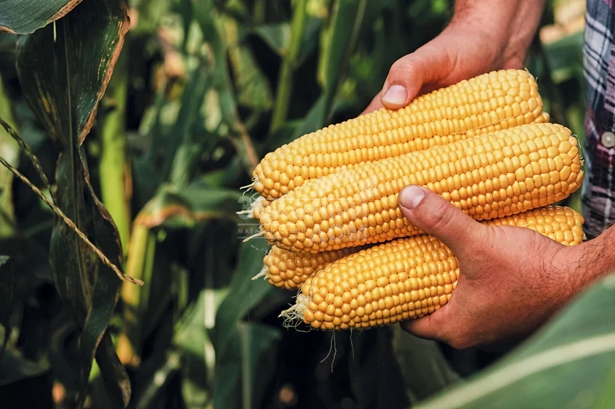 Тайсон F1 / Tyson F1,80 дней фото 4