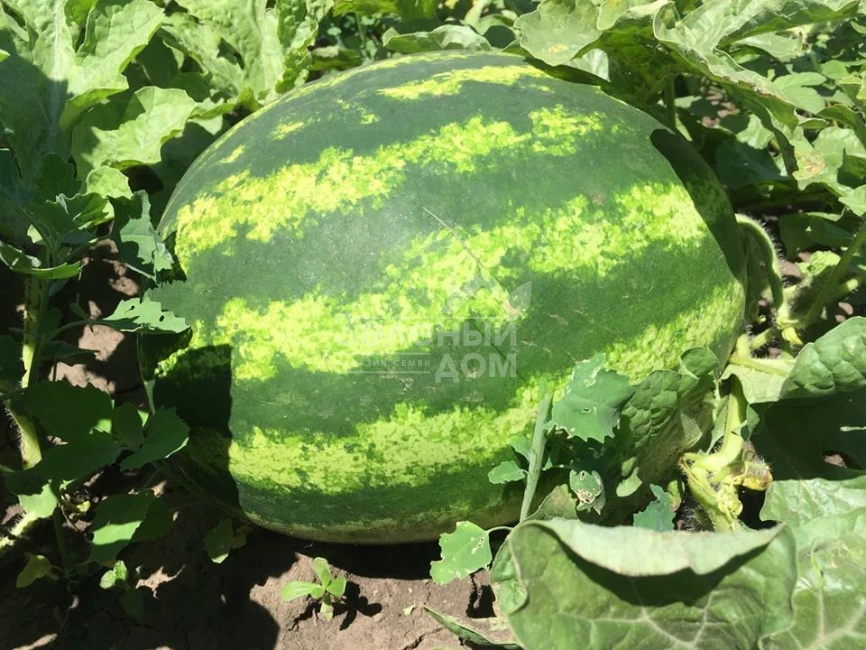 Биант F1 / Biant F1,56-60 дней фото 1