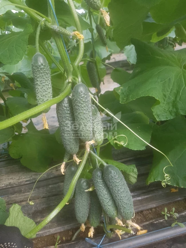 Кассиус F1 / Cassius F1,32-35 дней фото 2