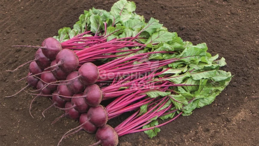 Маноло F1 / Manolo F1,110-115 дней фото 1