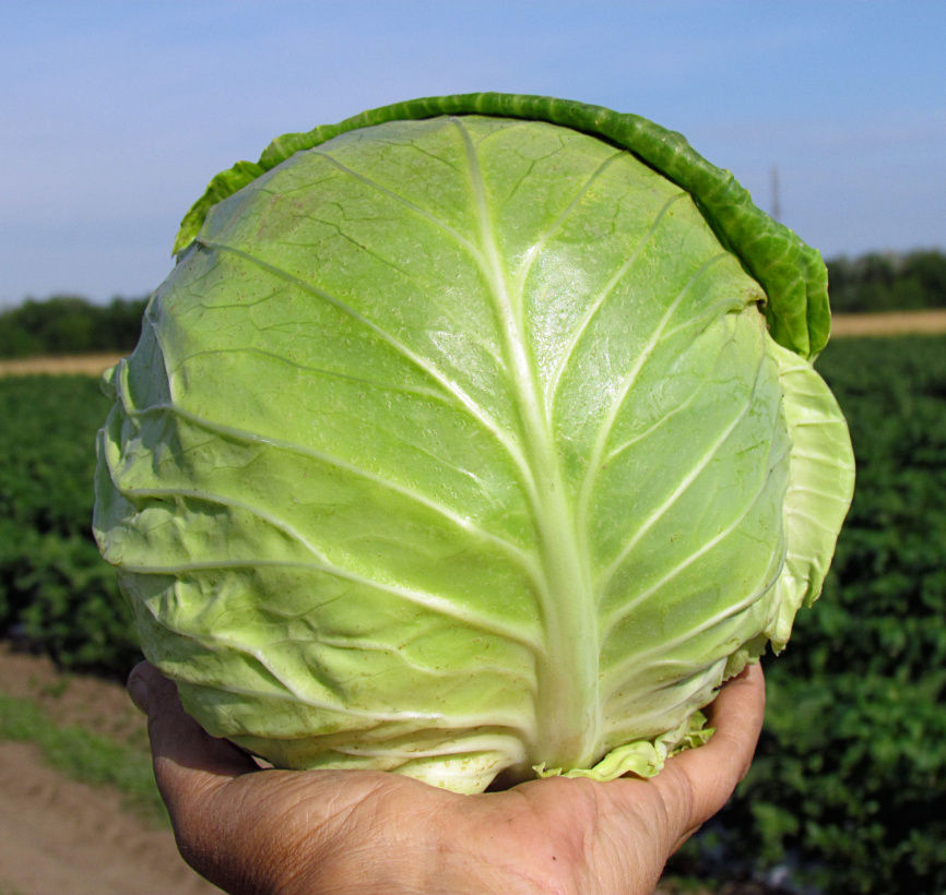 Аванте F1 / Avante F1,75-80 днів фото 2