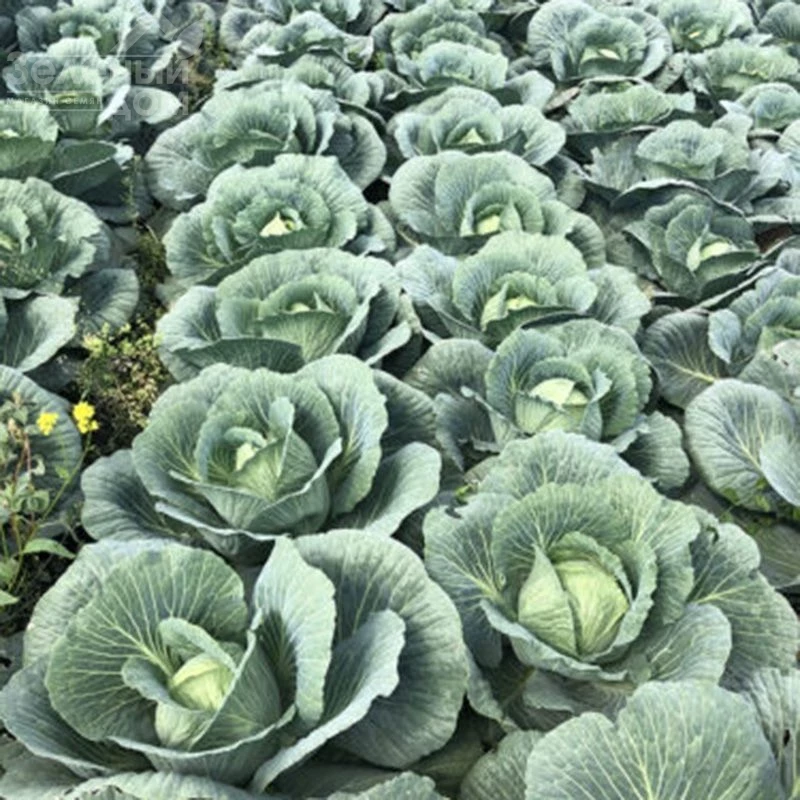 Кентукки F1 / Kentukky F1,80-85 дней фото 1