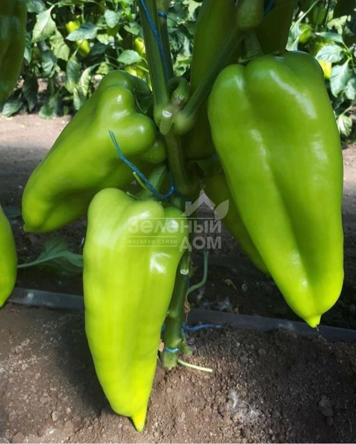 Ариадни F1 / Ariadni F1,65-70 дней фото 4