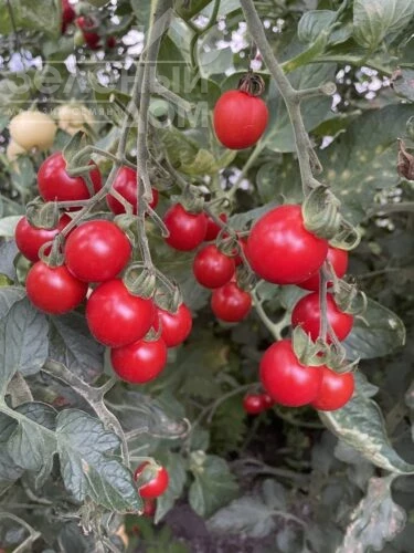 Денвер F1 / Denver F1, 95 дней фото 1