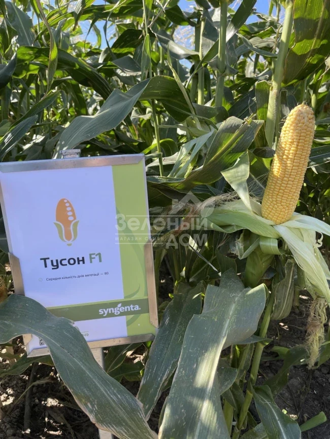 Тайсон F1 / Tyson F1,80 дней фото 2