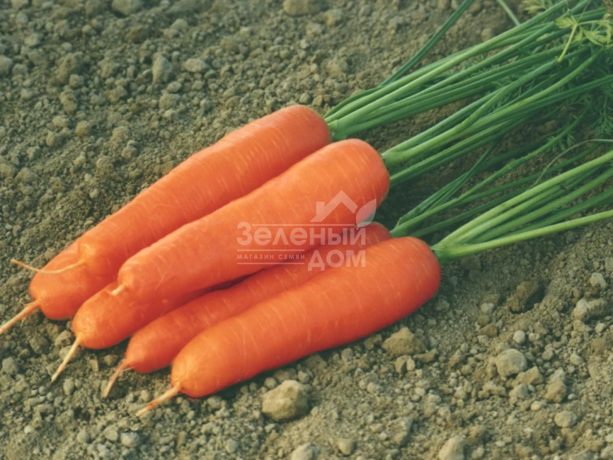 Ступицкая / Stupicka,93-98 дней фото 1