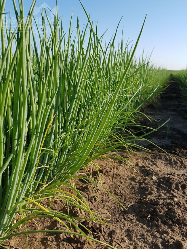 Кайгаро / Kaygaro,54 дні фото 5