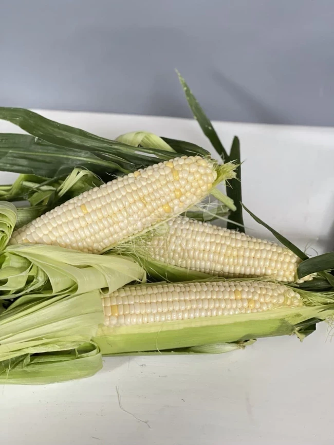 Николь F1 / Nicole F1, 70-72 дня фото 1