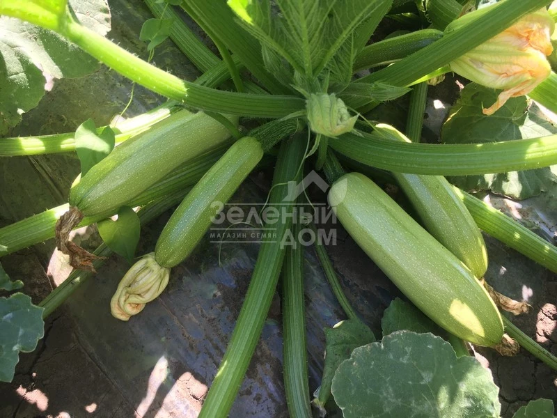 Ардендо 174 F1 / Ardendo 174 F1,40-45 дней фото 2