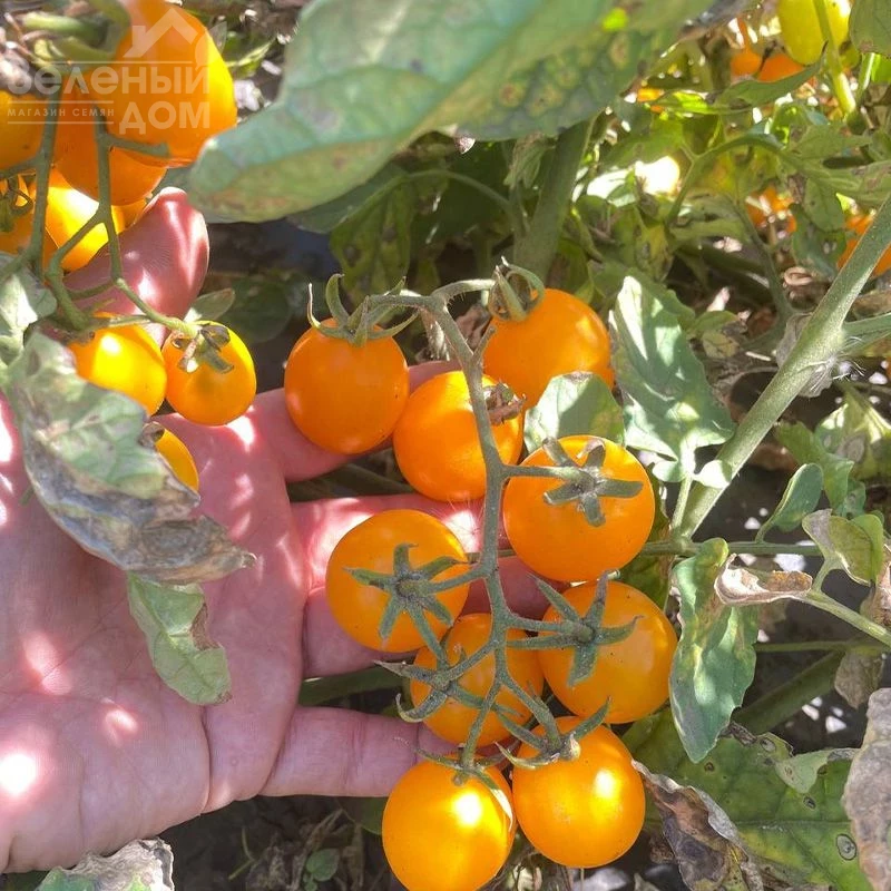 Реджиум F1 / Redzhium F1, 65-70 дней фото 1