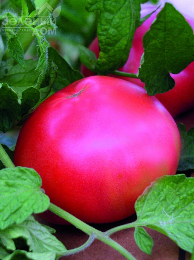 Корнеевский / Korneevskyi  фото 1