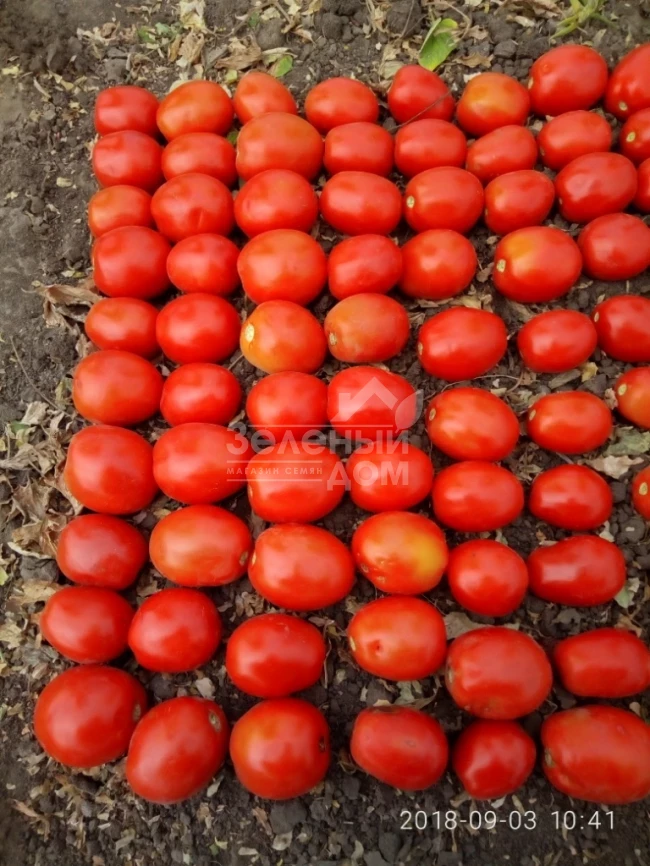 Бостон F1 / Boston F1, 115-120 дней фото 2