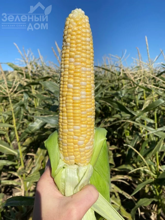 Рози F1 / Rozi F1, 73-74 дня фото 1