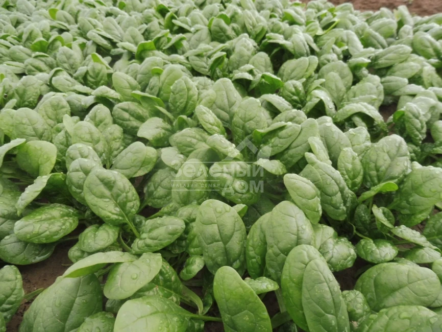 Тундра F1 / Tundra F1 фото 2