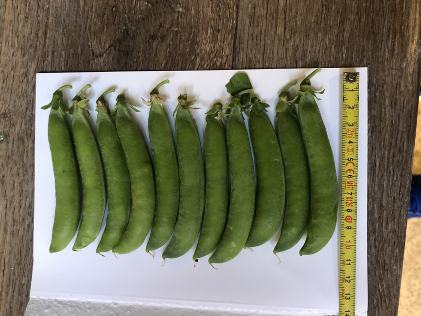 Продіджі / Prodydzhy, 70-75 днів фото 2