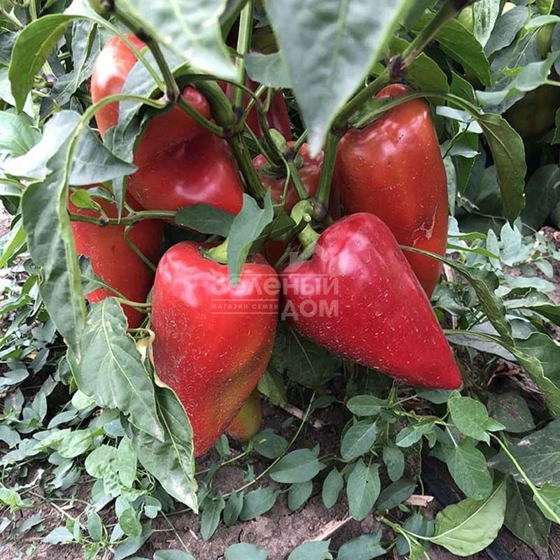 Кольт F1 / Kolt F1,50-55 дней  фото 2