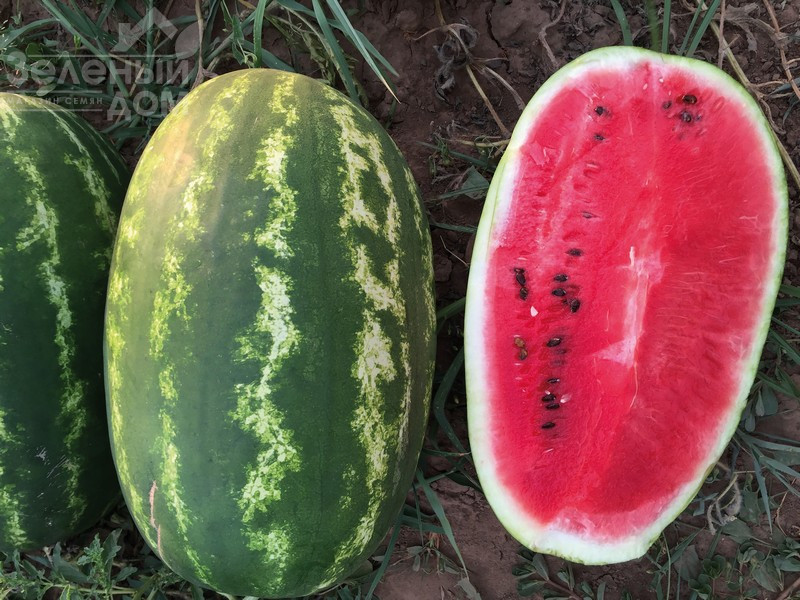 Реденза F1 / Redenza F1,60-62 дні фото 1